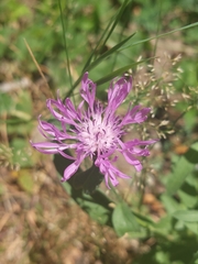 Centaurea × gerstlaueri