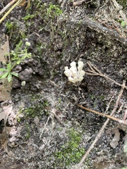 Sebacina schweinitzii