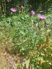 Centaurea × gerstlaueri