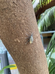 Diaprepes abbreviatus