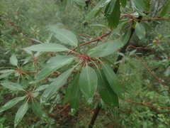 Arbutus arizonica