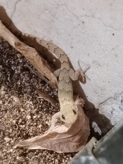 Mediodactylus danilewskii