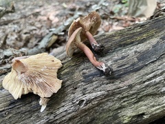 Lactarius quietus incanus