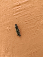 Catasticta teutila