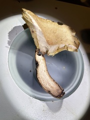 Lactarius quietus incanus