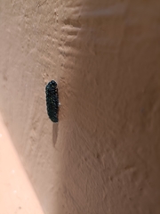 Catasticta teutila
