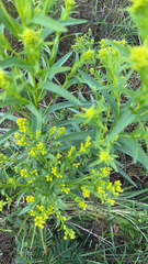 Solidago riddellii