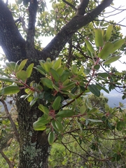 Arbutus tessellata
