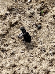 Cicindela tranquebarica