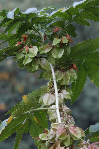 Melianthus image