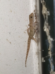 Mediodactylus danilewskii