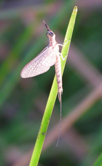 Hexagenia limbata