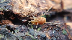 Holoscotolemon querilhaci