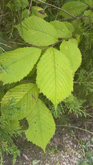 Ulmus rubra