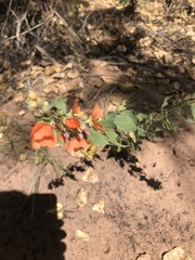 Sphaeralcea fendleri