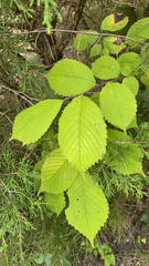 Ulmus rubra