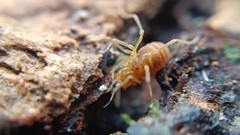 Holoscotolemon querilhaci