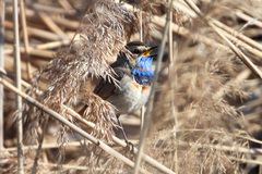 Luscinia svecica