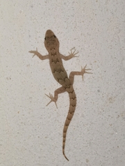 Mediodactylus danilewskii