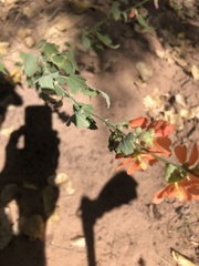 Sphaeralcea fendleri
