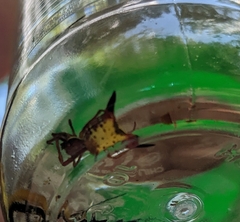 Micrathena sagittata