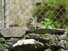 Fringilla coelebs moreletti