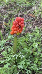 Arum italicum