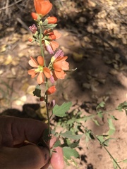 Sphaeralcea fendleri