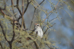Rhynchospiza strigiceps