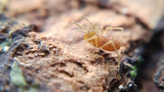 Holoscotolemon querilhaci