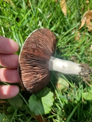 Agaricus