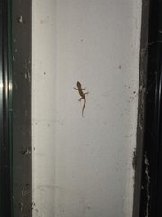 Mediodactylus danilewskii