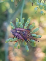 Carpocoris mediterraneus atlanticus