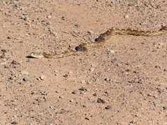 Pituophis catenifer affinis