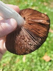 Agaricus