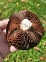 Agaricus