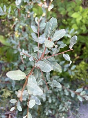 Elaeagnus umbellata