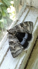 Catocala fraxini