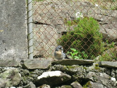 Fringilla coelebs moreletti