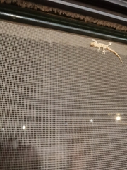 Mediodactylus danilewskii