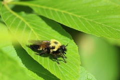 Laphria thoracica