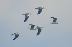 Chroicocephalus cirrocephalus