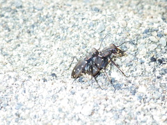 Cicindela oregona