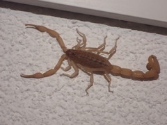Aegaeobuthus gibbosus