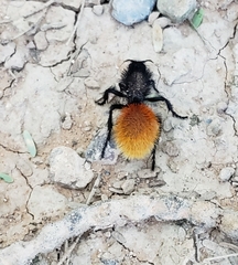 Dasymutilla magnifica