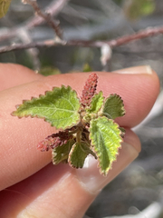 Acalypha californica