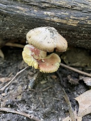 Amanita fulva