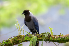 Cyanocorax violaceus