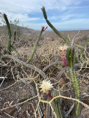 Stenocereus gummosus