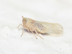 Delphacidae